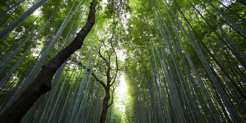 新闻报道的永恒价值：数字化新闻档案如何构建公共记忆的基石