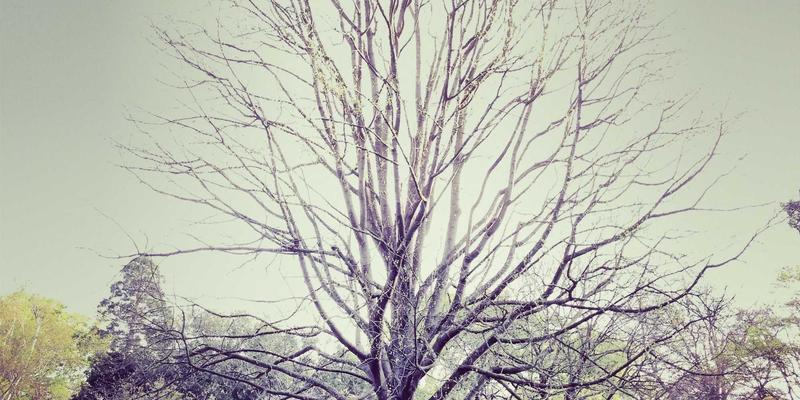 新闻编辑室的多元化：团队背景如何重塑资讯视角与时事议题设置