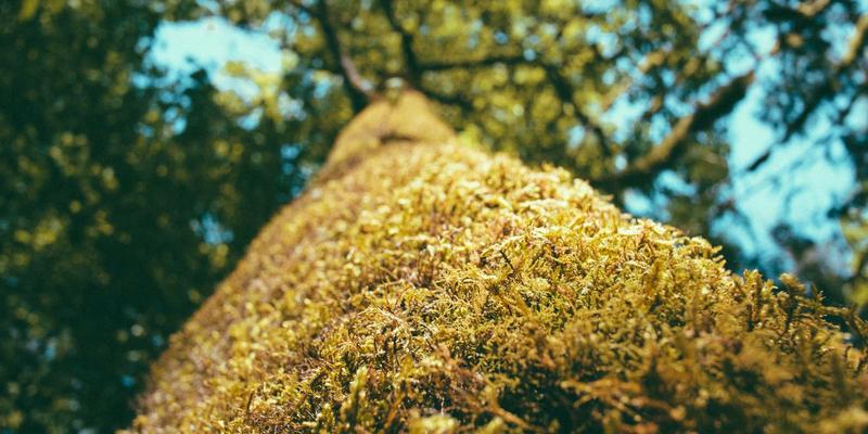 社交媒体时代新闻摄影的传播力与版权困境：信息门户如何破局？